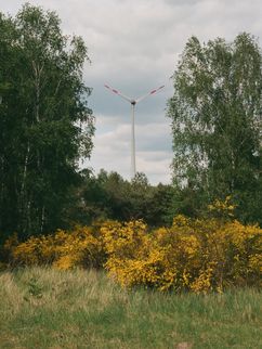 Lichtung mit Birken, Grinster und dem Blick auf ein Windrad.