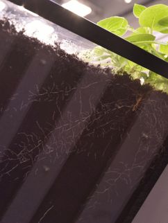 Durch eine Glasscheibe sind feine Wurzeln einer kleinen, grünen Pflanze in der Erde zu sehen.