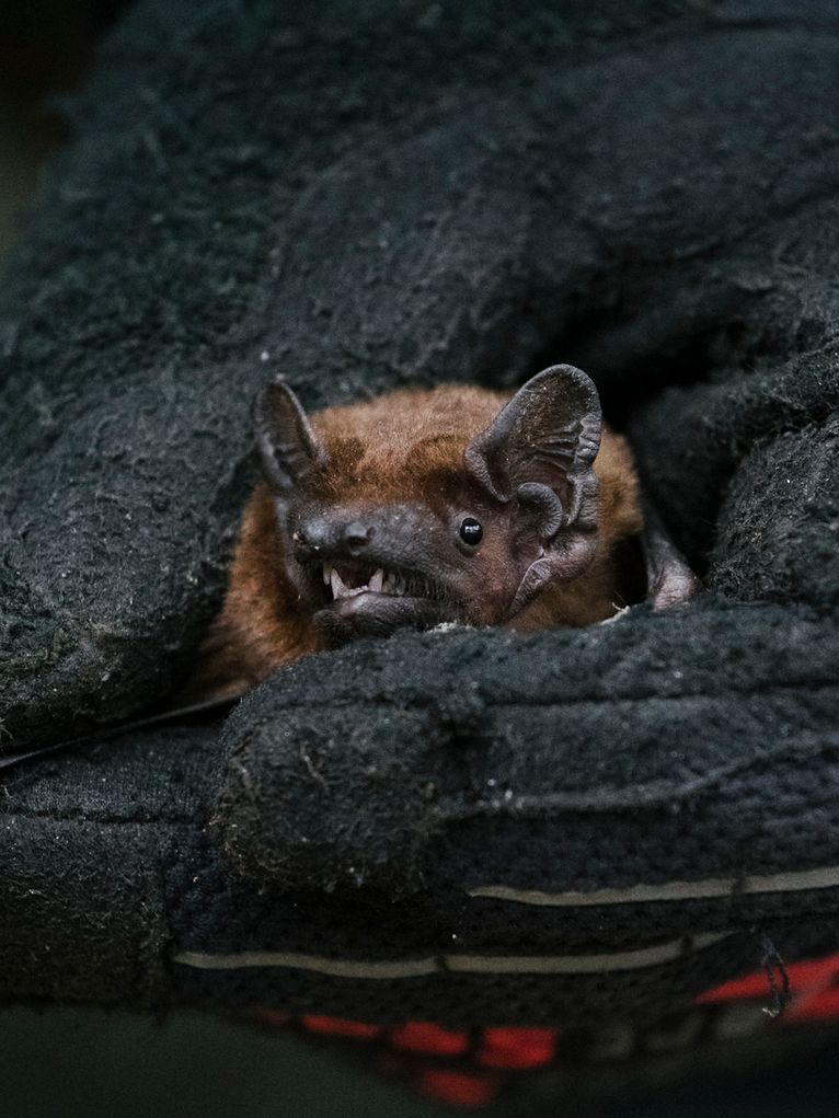 Fledermaus, eingewickelt in dunkles Material.