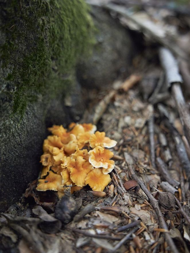 Nahaufnahme der Pfifferlinge auf dem Waldboden Leibniz Magazin