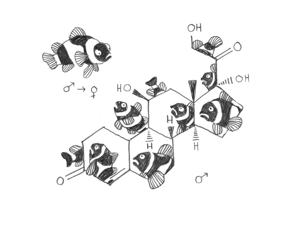 Illustration von Clownfischen, die durch das chemische Strukturmodell von Wasser schwimmen.