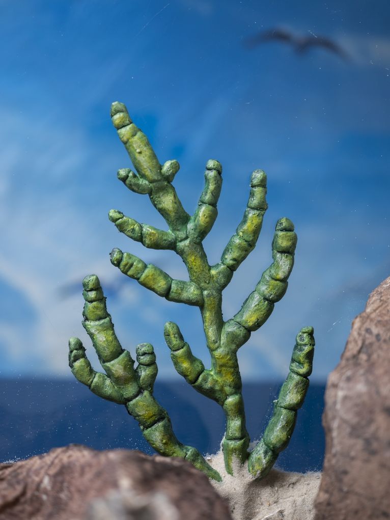 Grüne Pflanze auf felsigem Grund vor blauem Himmel.