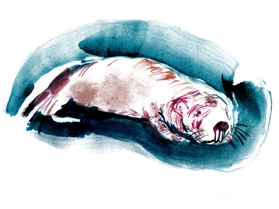 Illustration eines Nacktmulls