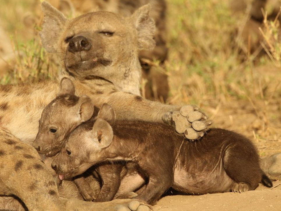 Zwei Hyänenbabys am Säugen