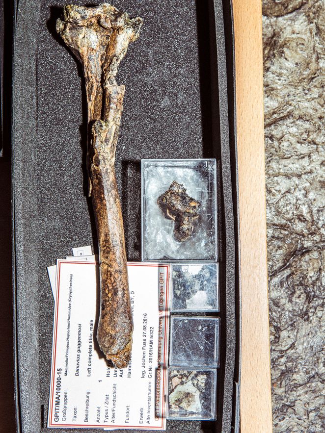 Langer Knochen, kleine Knochenteile in Plastiktütchen.