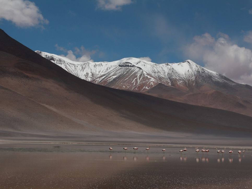 Berglandschaft in den Anden, im Hintergrund verschneite Gipfel, im Vordergrund Flamingos im Wasser.