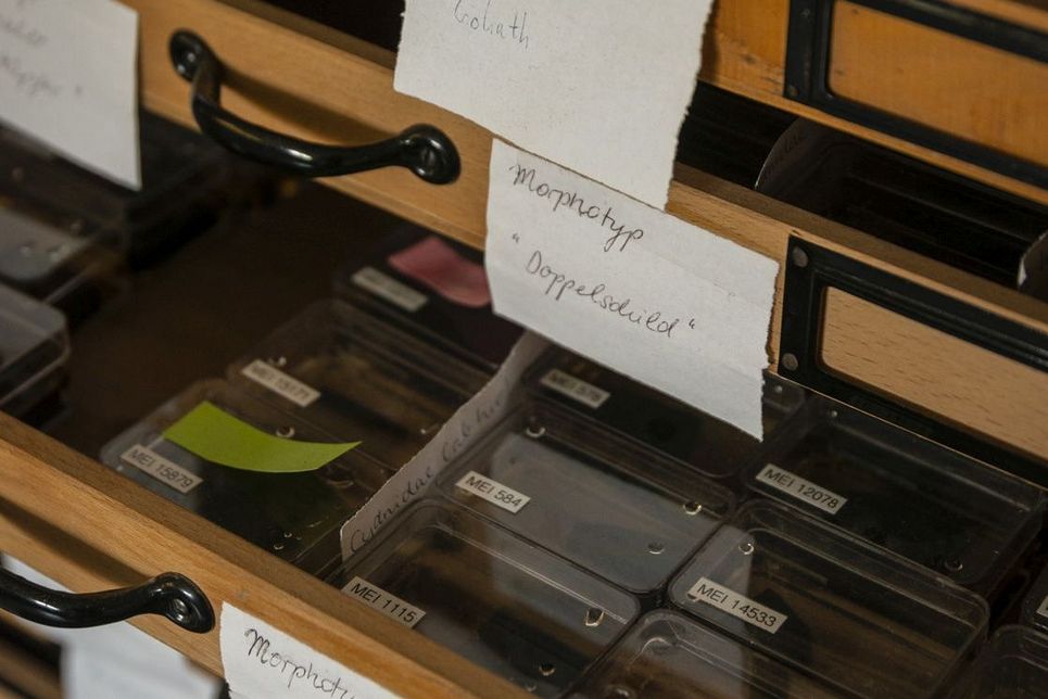 Beschriftete Dosen in Schubladen.