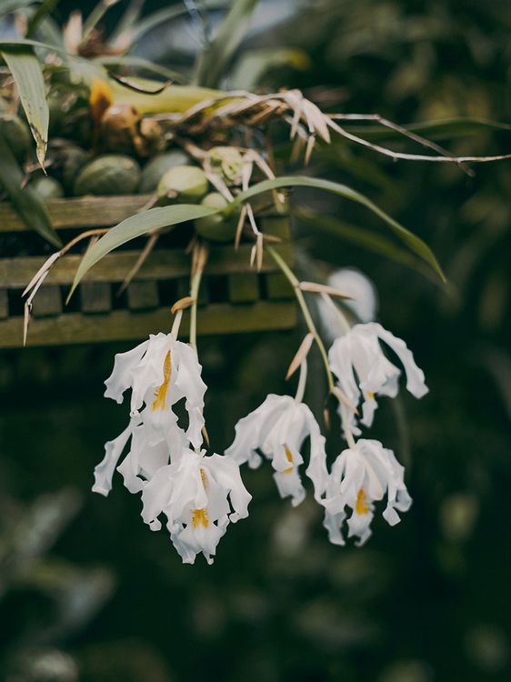 Filigrane weiße Blüten.