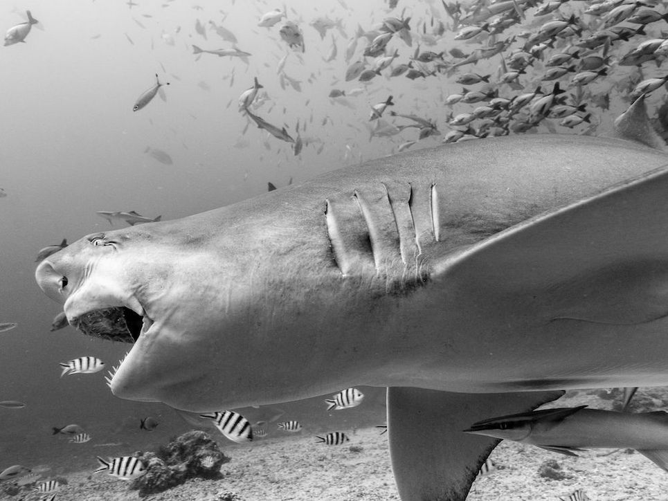 Ein riesiger Hai und viele Fische.