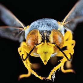 Eine Biene im Anflug.