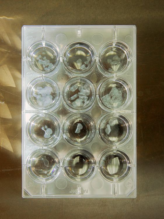 Tablett mit Mäusegehirnen in kleinen Schälchen