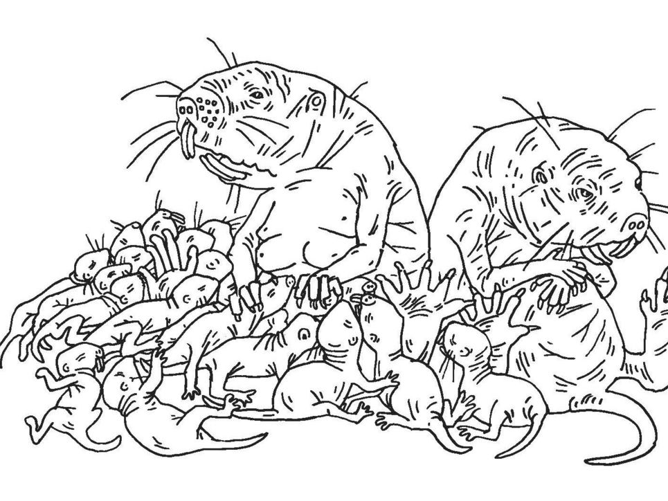 Illustration von zwei Nacktmullen mit viel Nachwuchs.