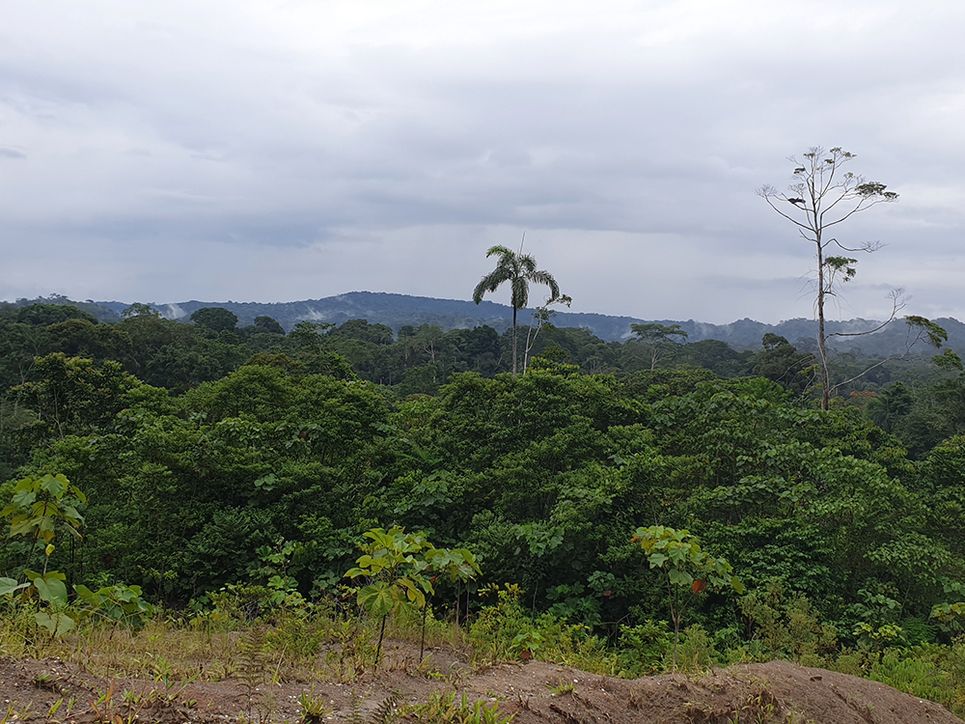 Blick über den Regenwald in Ecuador. Leibniz Magazin