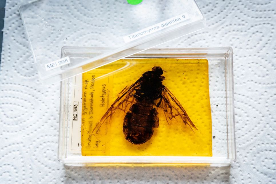 Fossiles Insekt in einer Box mit Beschriftung.