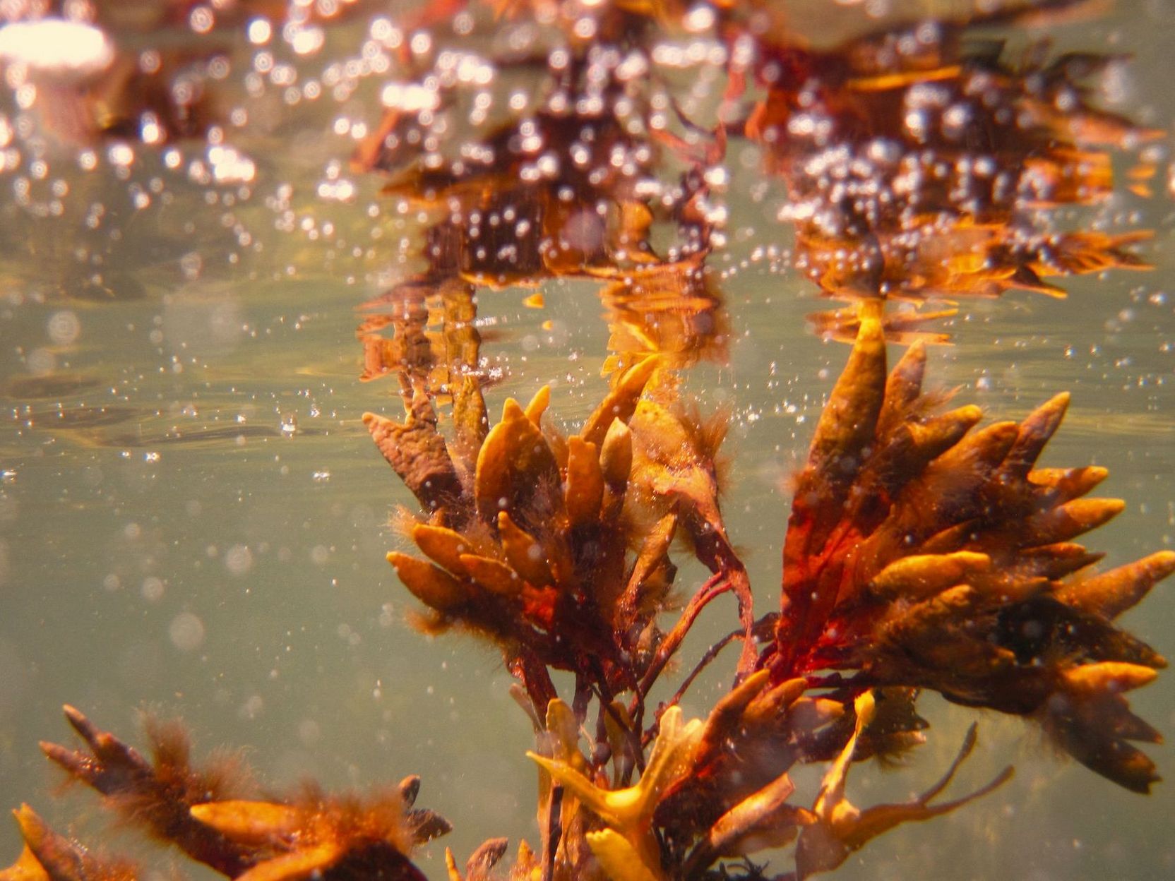 Rote Alge unter Wasser.