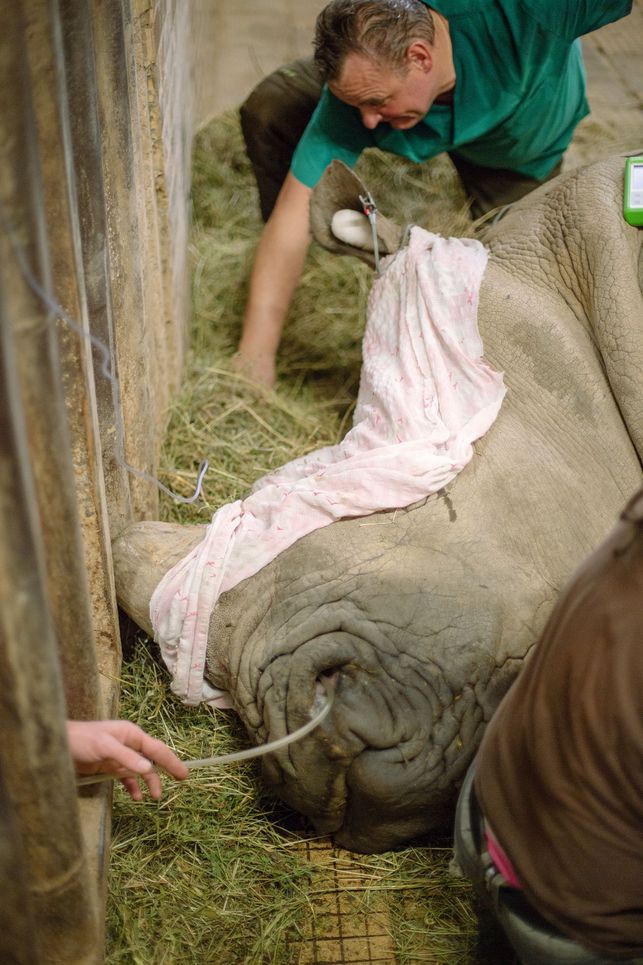 Das Nashorn legt den Kopf seitlich auf den Boden, in einem Nasenloch steckt ein dünnes Kabel.