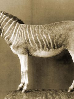 Ein Quagga, ein Steppenzebra, dessen Fell an Kopf, Hals und bis zur Hälfte des Bauchs das wie das eines Zebras gemustert ist.