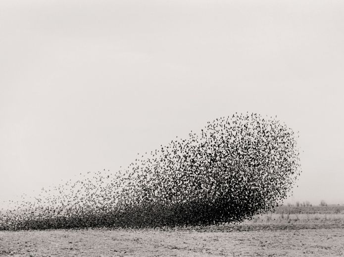 Vogelschwarm in ovaler Form über einem Feld.