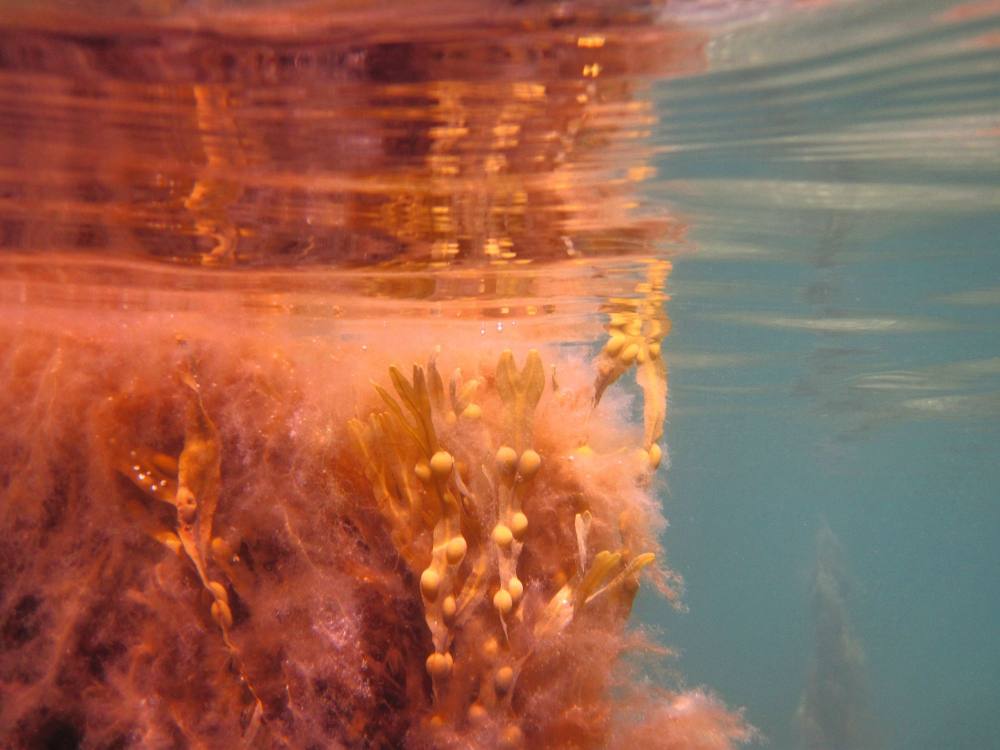 Rötliches Seegras im Wasser.