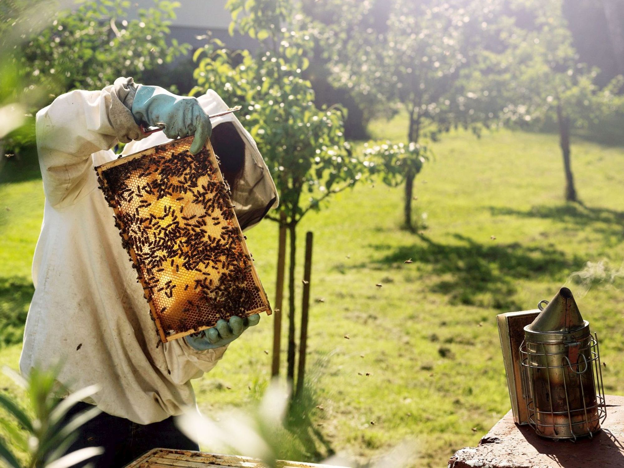 Person in weißem Imkeranzug betrachtet eine Bienenwabe mit vielen Bienen.