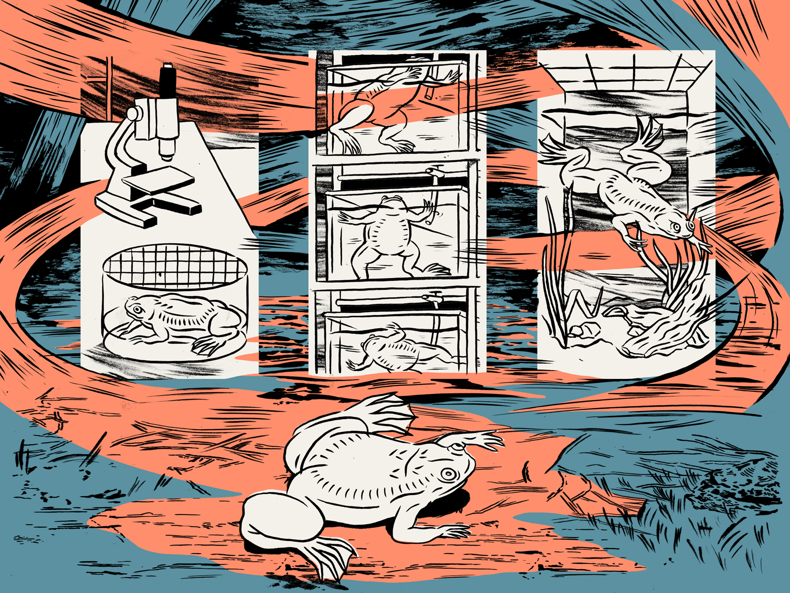 Illustration zeigt Frösche im Labor, unter einem Mikroskop, in kleinen Aquarien und im freien Gewässer.