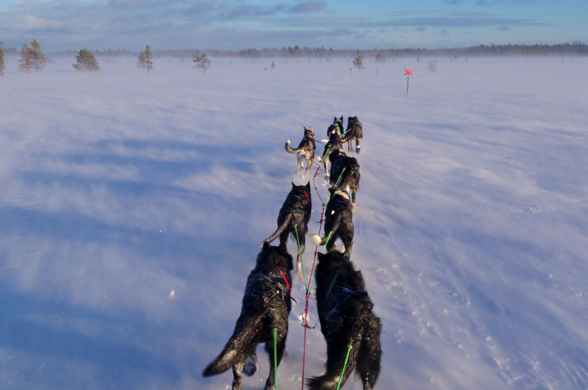 Schlittenhunde auf einem Schneefeld.