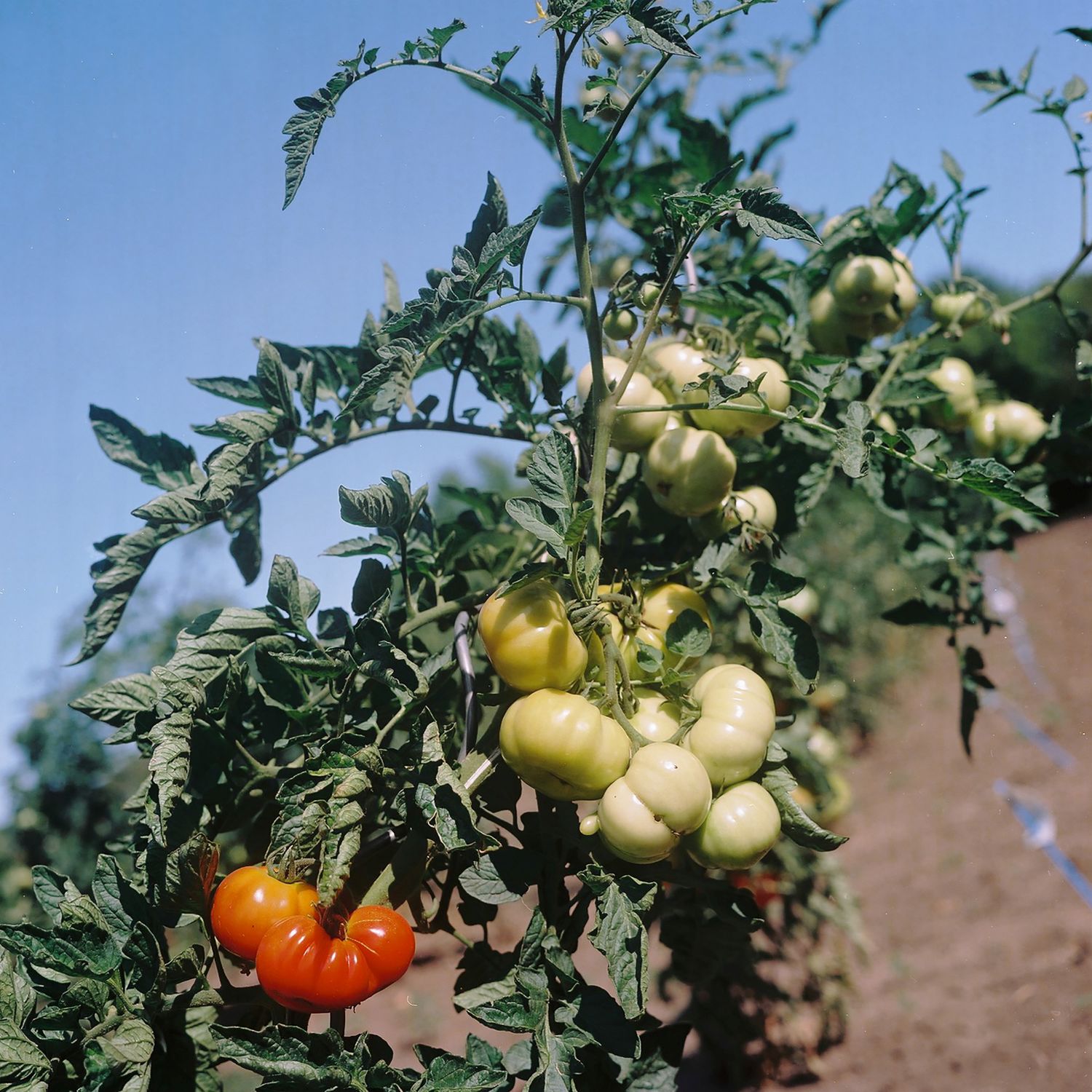 Tomatenstaude mit hellgrünen und roten Tomaten.