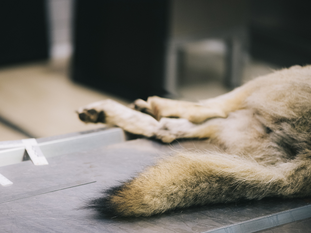 Toter Wolf auf einem Seziertisch, zu sehen sind sein Schwanz und die Hinterläufe.