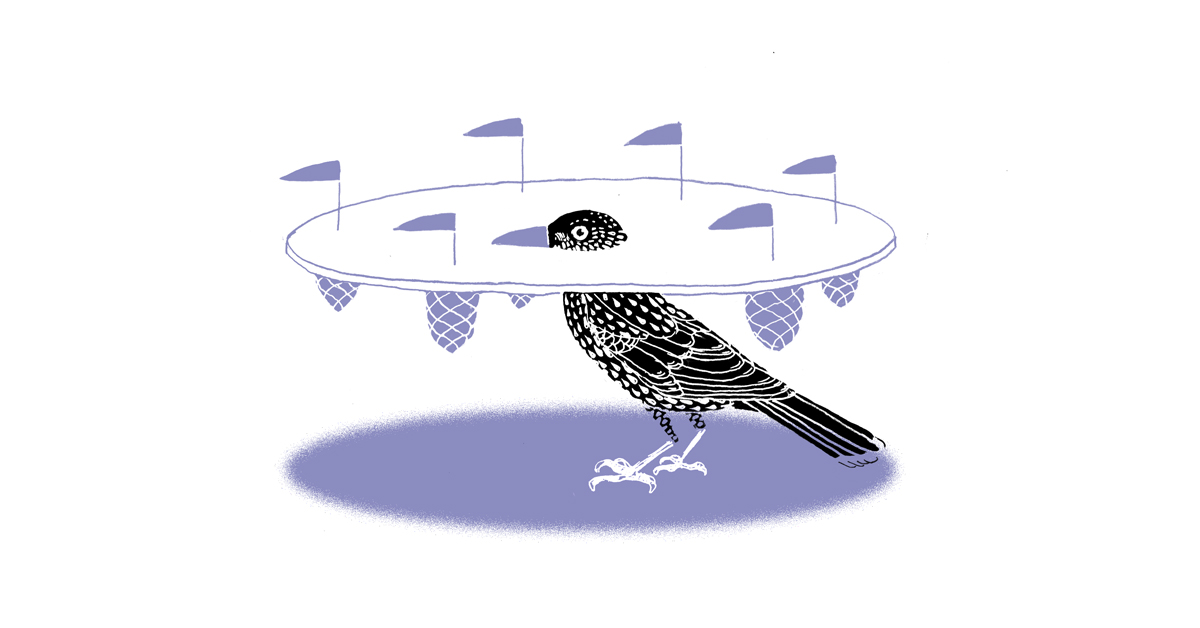 Illustration eines Tannenhähers.
