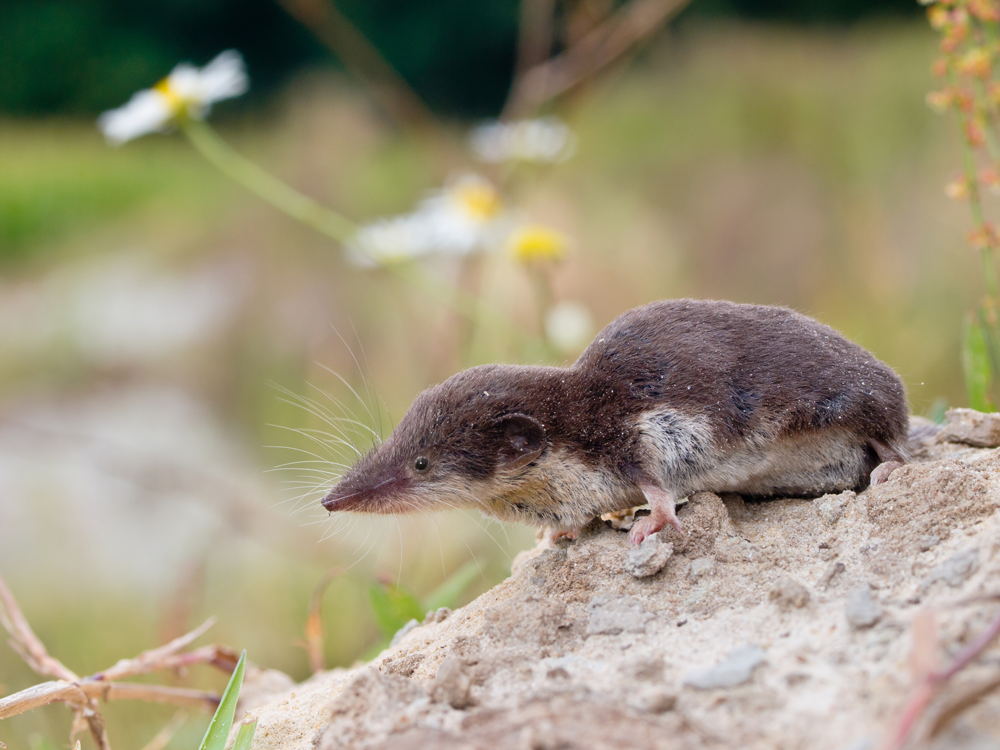 Die Feldspitzmaus (Crocidura leucodon) gilt als natürliches Reservoir von Bornaviren. Bild: Saxifraga / Rudmer Zwerver