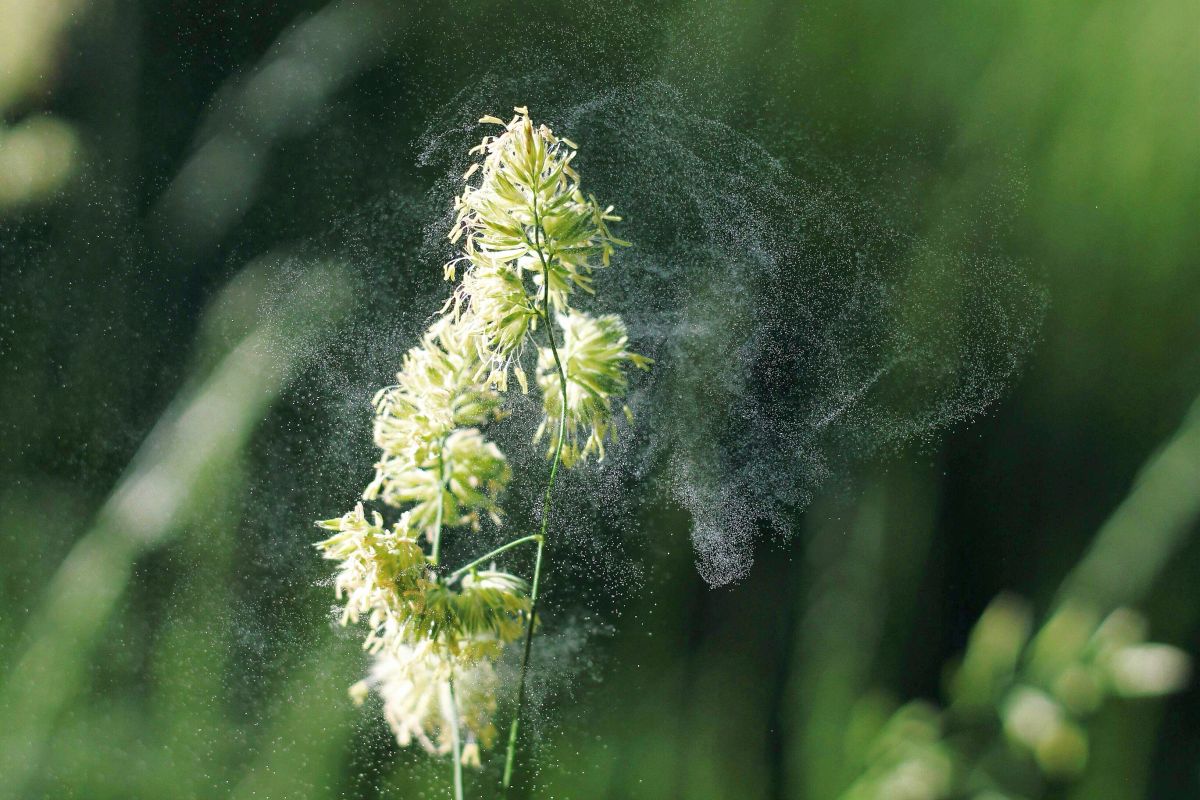 Blütenpollen, die im Wind aus einer Pflanze wehen.